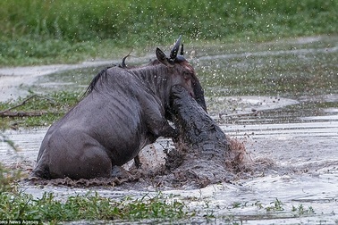 Cuộc chiến khốc liệt giữa cá sấu, linh dương đầu bò và hà mã