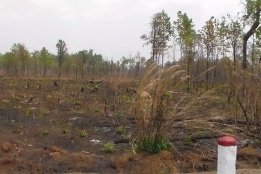 Ban quản lý để mất, cháy 360ha rừng, lập khống “chiếm đoạt” hàng tỷ đồng