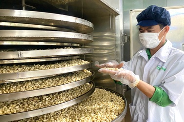 Xuất khẩu quý I tăng hai con số, ngành điều vẫn giảm mục tiêu năm 2026