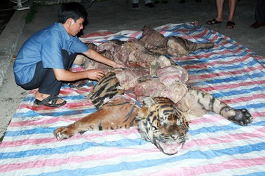 Vụ Đột kích ổ xẻ thịt hổ trong đêm: Ly kỳ màn đeo bám