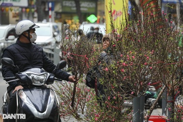 Giá đào Tết tăng, khách ngó lơ, người bán "ngồi trên lửa"