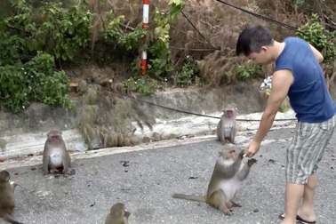 Đà Nẵng khuyến cáo du khách tham quan Sơn Trà không cho khỉ ăn