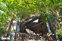 Khung cảnh hoang lạnh trong các biệt thự bỏ hoang giữa lòng Hà Nội