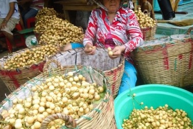 Thương lái không chọn trái cây VietGAP, thực sự họ mua gì?