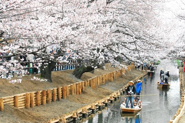 Thưởng thức lễ hội Hanami trong mùa Anh đào nở tại Nhật Bản