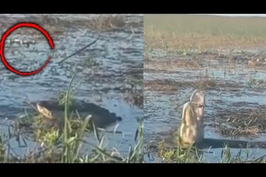 Khoảnh khắc cá sấu... bốc khói sau khi ngoạm máy bay drone