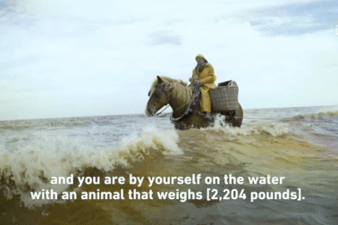 Kỳ lạ nghề cưỡi ngựa bắt tôm