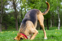 Tại sao chó lại thích chôn xương?