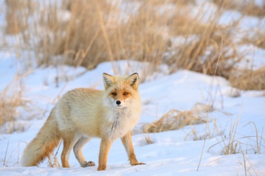 Lạc bước vào làng cáo Hokkaido