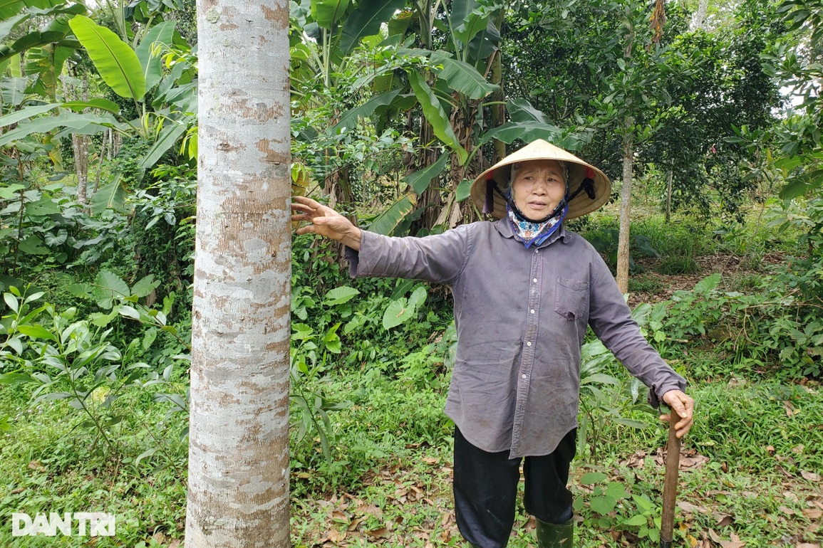 Vỡ mộng sau 20 năm trồng loại cây được quảng cáo là cây tỷ phú - 5 Vỡ mộng sau 20 năm trồng loại cây được quảng cáo là cây tỷ phú - 5