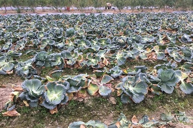 Thấy giá rau cao, đối tượng "khoắng sạch" một sào bắp cải lúc rạng sáng