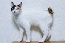 Khám phá giống mèo đuôi thỏ quý hiếm của Nhật Bản