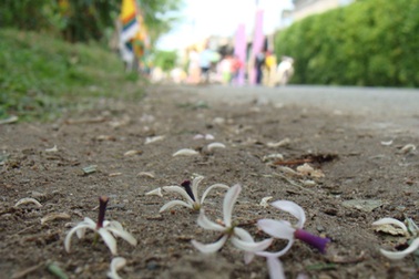 Chùm ảnh: Nao lòng ngắm sắc tím hoa xoan