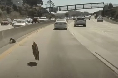 Ốp bánh xe Tesla Cybertruck văng như vũ khí tấn công trên đường