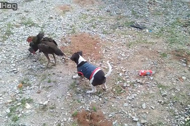 Chó cố gắng can ngăn gà đánh nhau