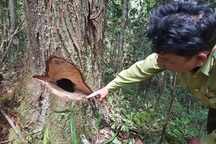 Vụ phá rừng pơmu: Chủ tịch huyện tố Biên phòng “gây khó dễ”