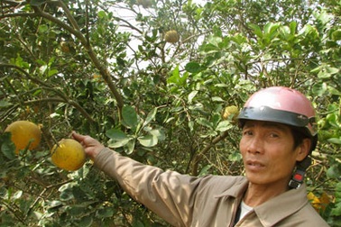 Tết này vắng cam Canh, bưởi Diễn