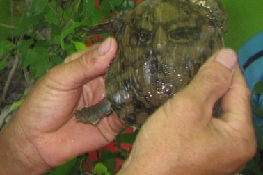 Hiếu kỳ đi xem ba ba có hình mặt người trên mai