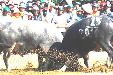 Những màn chọi trâu “máu lửa”