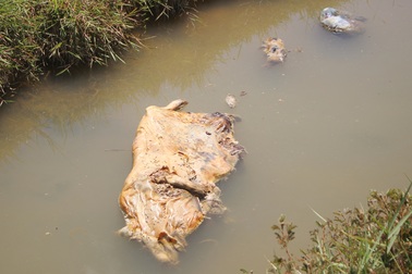 Xác heo chết nổi đầy kênh