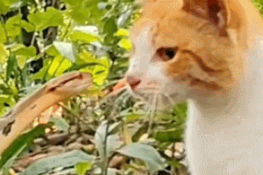 Hình ảnh động vật nổi bật: Mèo phản ứng nhanh trước cú mổ cự ly gần của rắn