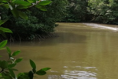 Kiến nghị xử lý lãnh đạo công ty lâm nghiệp vì có nhiều sai sót