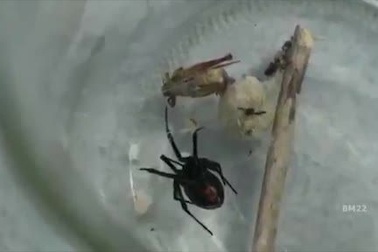 Nhện goá phụ đen bị dìm dưới nước vẫn sống