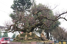 Đào Nhật Tân thế "rồng bay" phủ rong rêu cổ kính độc lạ giá trăm triệu đồng