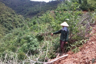 Lạng Sơn: Bị khởi tố tội “Huỷ hoại rừng” khi canh tác trên chính mảnh đất được giao
