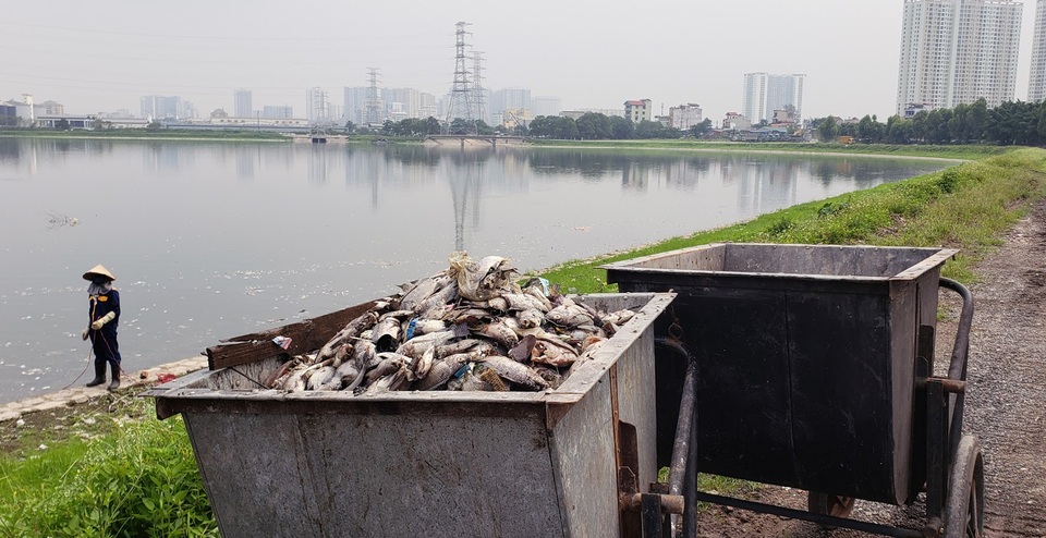 Hà Nội: Cá chết trắng góc hồ Công viên Yên Sở - 3 Hà Nội: Cá chết trắng góc hồ Công viên Yên Sở - 3