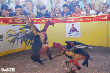 Kịch tính chiến kê "tung chưởng" tại hội chọi gà dân gian ở Bình Định