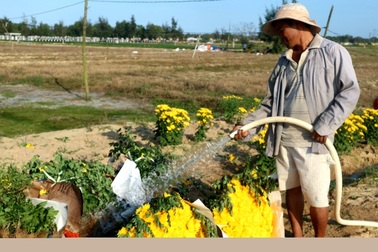 Cúc vàng hối hả phục vụ thị trường tết