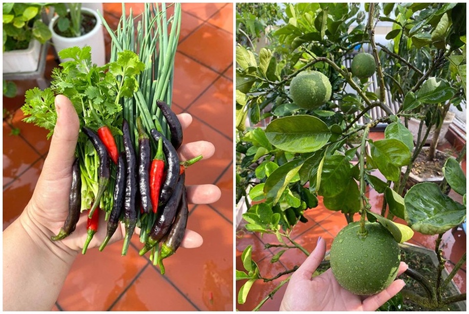 Mẹ đảm Hải Phòng trồng rau, nuôi cá trên sân thượng biệt thự triệu USD - 7 Mẹ đảm Hải Phòng trồng rau, nuôi cá trên sân thượng biệt thự triệu USD - 7