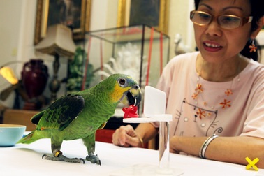 Ngắm cá rồng 300 triệu, vẹt nghìn đô “hát”opera của đại gia Việt