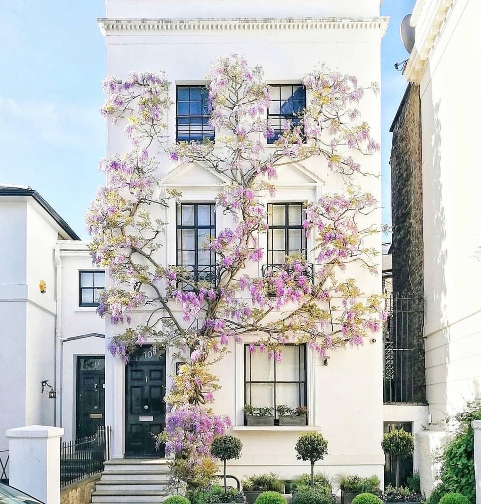 Những biệt thự phủ kín sắc tím hoa tử đằng đẹp như cổ tích ở Anh - 11