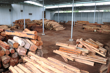 Khởi tố chủ doanh nghiệp buôn gỗ lậu "khủng"