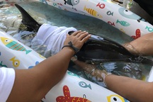 Cá heo dạt vào biển Đà Nẵng được đưa về Viện Hải dương học Nha Trang