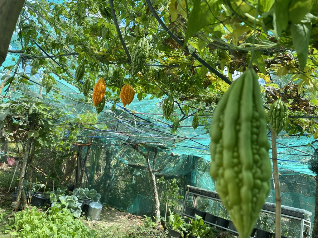 Vườn rau trái trĩu quả của chàng trai liệt hai chân ở miền Tây gây Vườn rau trái trĩu quả của chàng trai liệt hai chân ở miền Tây gây