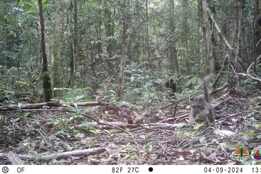 Báo gấm Bornean lần đầu tiên được ghi hình trong tự nhiên