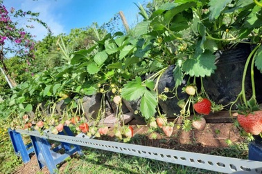 Về quê vì dịch, chàng trai mê làm vườn không còn muốn quay lại thành phố