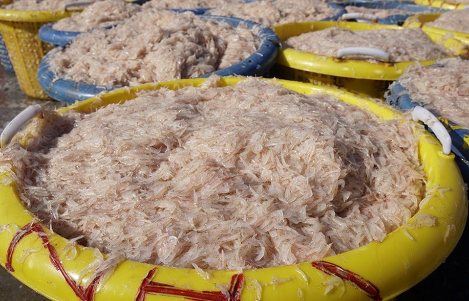 Ngư dân Bình Định kiếm cả chục triệu đồng chỉ vài giờ ra khơi - 7 Ngư dân Bình Định kiếm cả chục triệu đồng chỉ vài giờ ra khơi - 7