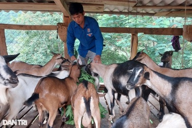 Kỳ tích từ 4 con dê của vợ chồng trẻ