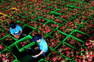 Dân Ấn Độ “phát sốt” với thanh long Việt Nam