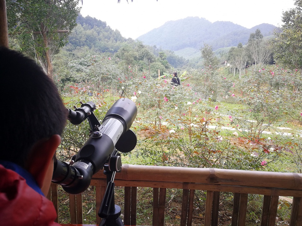 Chủ trại hồng tiếc nuối vì dịch corona ngăn khách đến ngắm mùa hoa đẹp nhất - 6 Chủ trại hồng tiếc nuối vì dịch corona ngăn khách đến ngắm mùa hoa đẹp nhất - 6