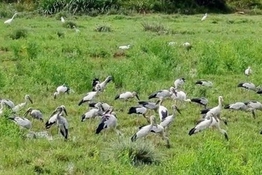 Không săn bắt đàn chim quý hiếm xuất hiện trên đồng ruộng ở Gia Lai