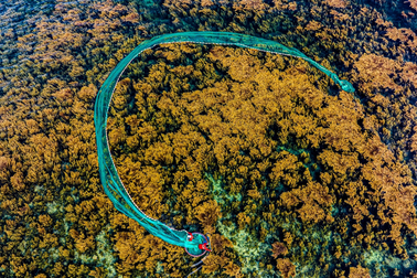 Ngất ngây với cánh đồng rong mơ giữa biển ở Quy Nhơn