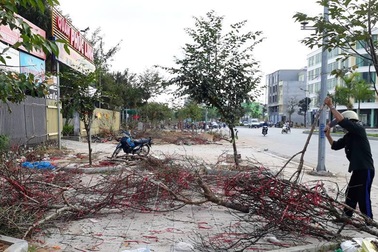 Người dân chặt đào Tết về làm củi