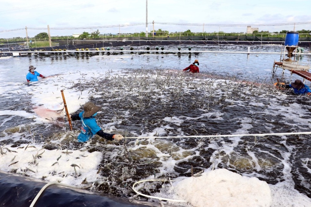 8 giải pháp thúc đẩy phát triển ngành nhiều... tỷ đô - 1 8 giải pháp thúc đẩy phát triển ngành nhiều... tỷ đô - 1