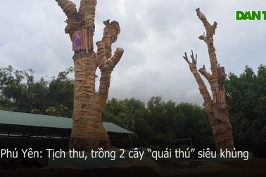 Phú Yên: Tịch thu, trồng 2 cây “quái thú” siêu khủng