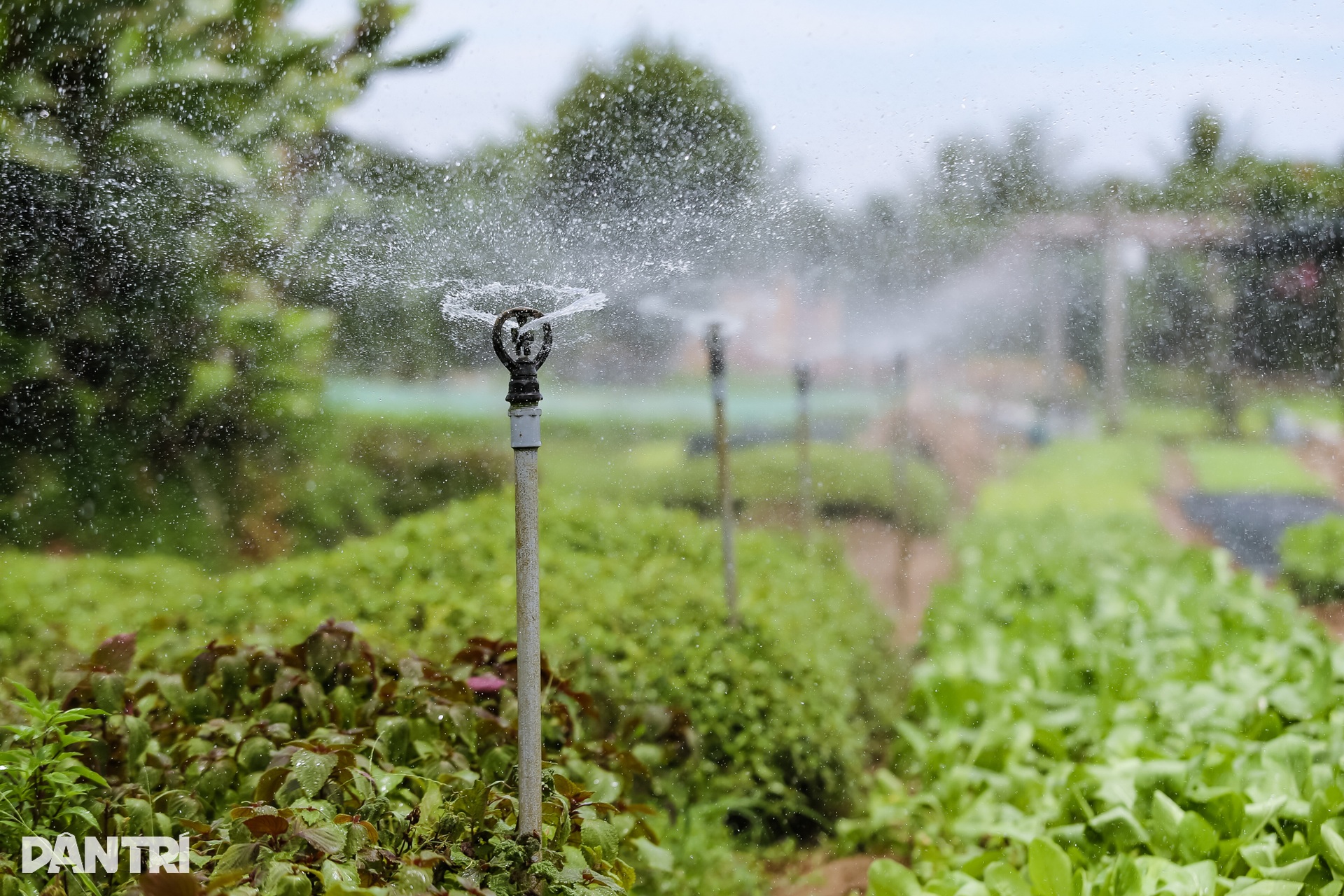 Trải nghiệm tại làng rau 400 năm tuổi vừa được công nhận di sản quốc gia - 7